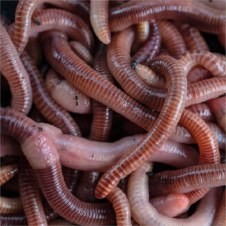 Liquid Nash Wormcell - 2