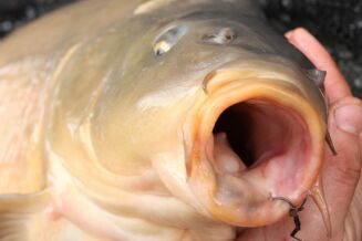 Haczyki Karpiowe Korda Mixa Micro Barbed - 12 - 5