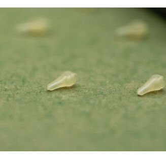 Pozycjonery One More Cast Dazzlers Magowhite Long Distance Hookbead - Small - 5