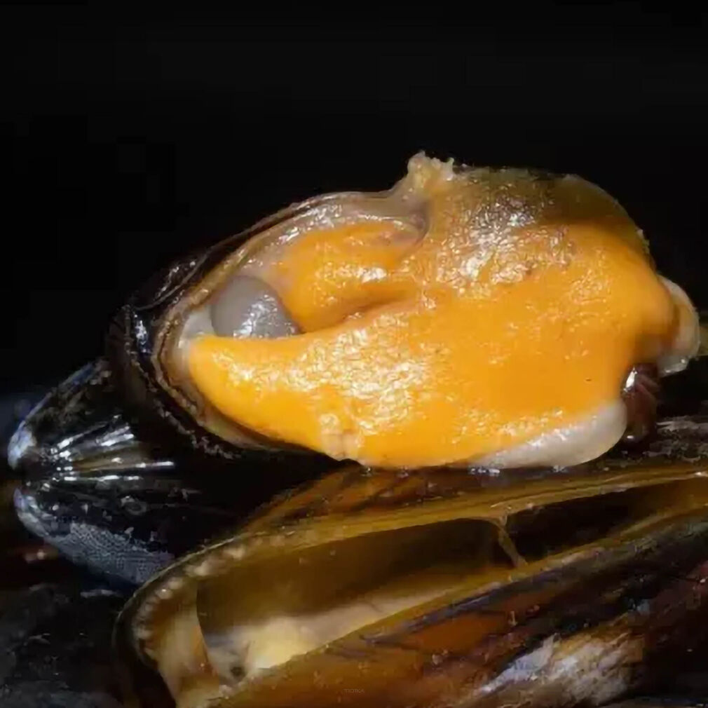 Małże Subgrubs Mussel 250ml
