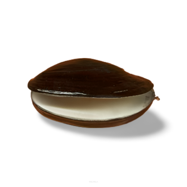 Koszyk do metody Mistyshell - muszla - s 30g