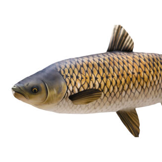 Pluszak/ Poduszka Amur 75cm - 2