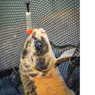 Pellet Waggler Matrix Foam 5g - 5