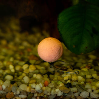 Wafters Solbaits Boilie Pink Salmon 20mm 200ml - 5