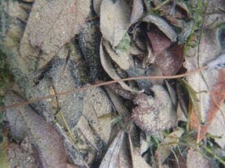 Rurka Antysplątaniowa Korda Camo Rig Tube Silt - 2