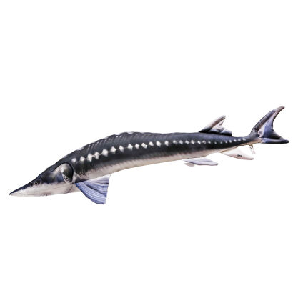 Pluszak/ Poduszka Jesiotr Mini 36cm