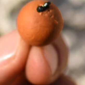 Stopery Do Kulek Proteinowych Under Carp Baryłkowe - Przeźroczyste - 5