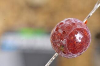 Taśma Termokurczliwa Korda Super Wrap 32mm - 4