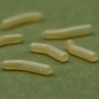 Pozycjonery One More Cast Dazzlers Magoliner Inturn - Large - 2